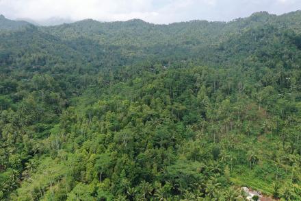 Kebun Cengkeh Desa Sobo